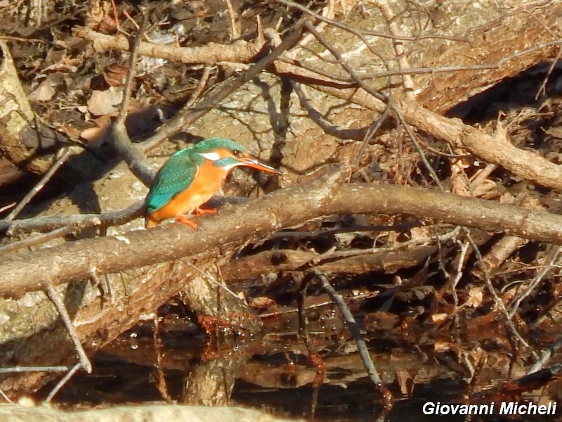 Martin pescatore ambientato